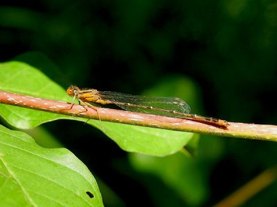 Orange Bluet (Enallagma stignaum)