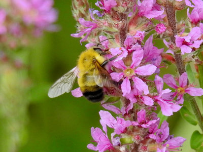 Perplexing Bumble Bee (Bombus perplexus)