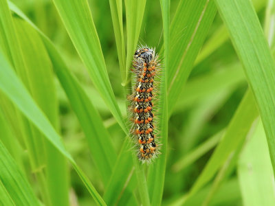 Cattail Caterpillar Moth (Acronicta insularis)