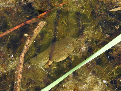 American Bullfrog (Lithobates catesbeiana) tadpole