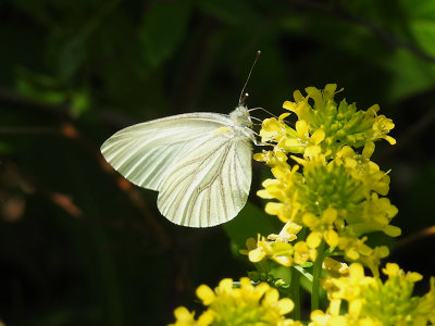 Mustard White (Pieris oleracea)