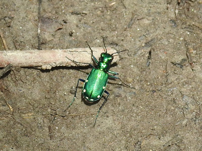 Six-spotted Tiger Beetle