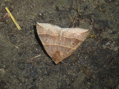 Maple Looper (Parallelia bistriaris) Hodges #8727