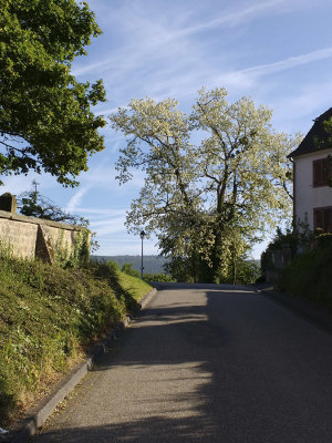 Preuschdorf in May