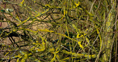 Lichen