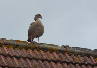Egyptian goose on a very dull day