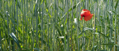 Wheat, poppy