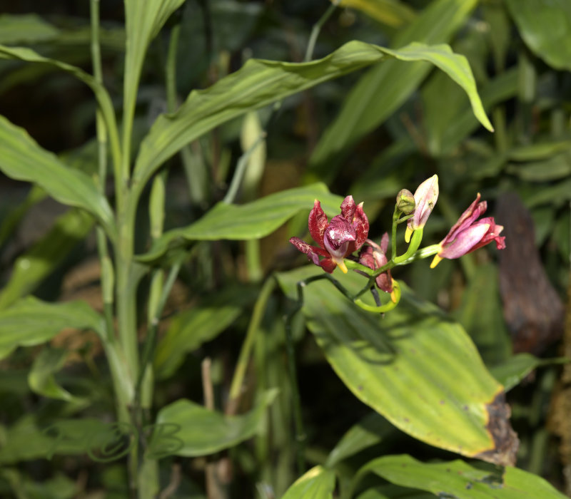 Phaius mishmensis