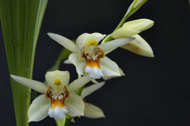 Coelogyne merrillii