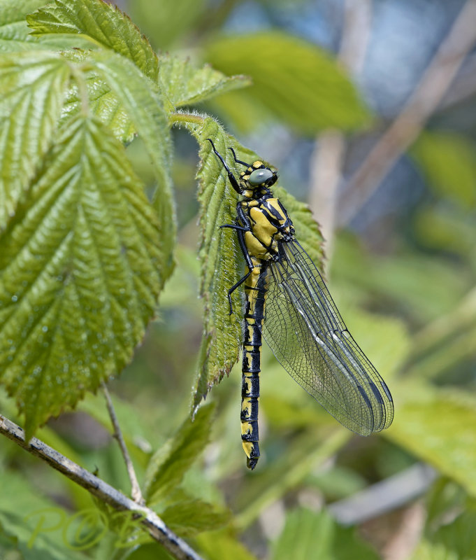 Rombout, Gomphus vulgatissimus, vrouwtje