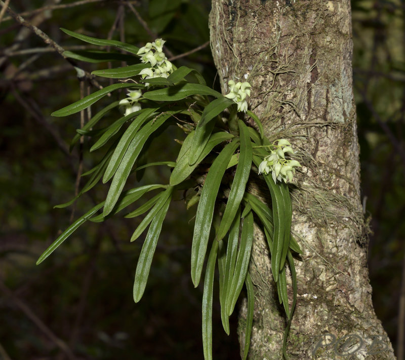 Dendrobium eriiflorum on Prunus cerasoides