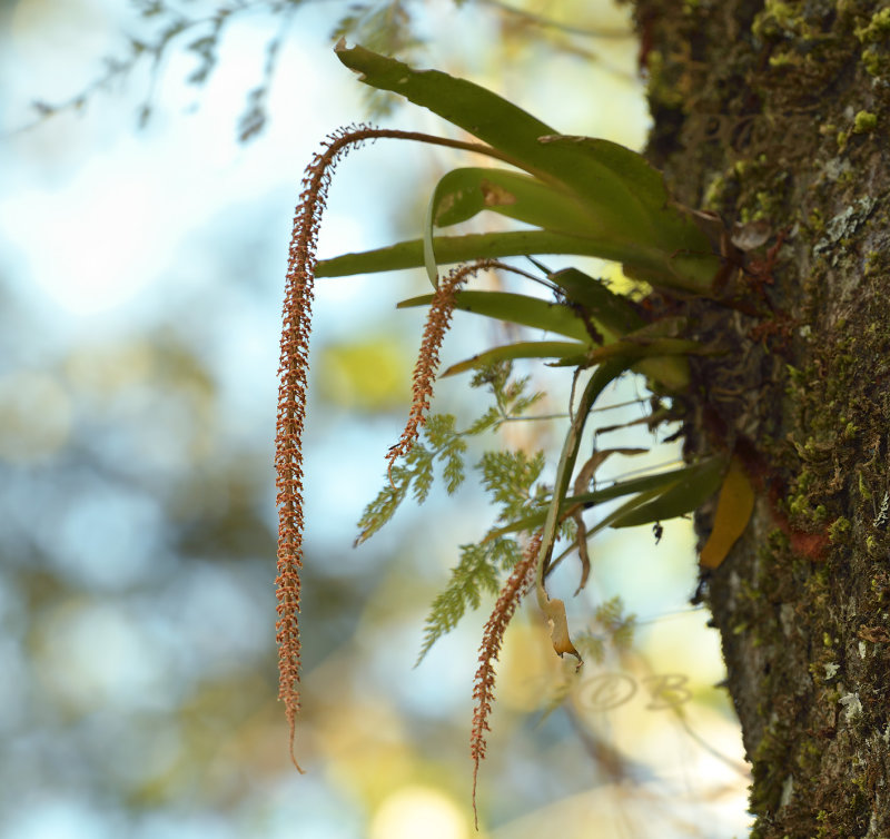 Oberonia ensiformis in habitat.