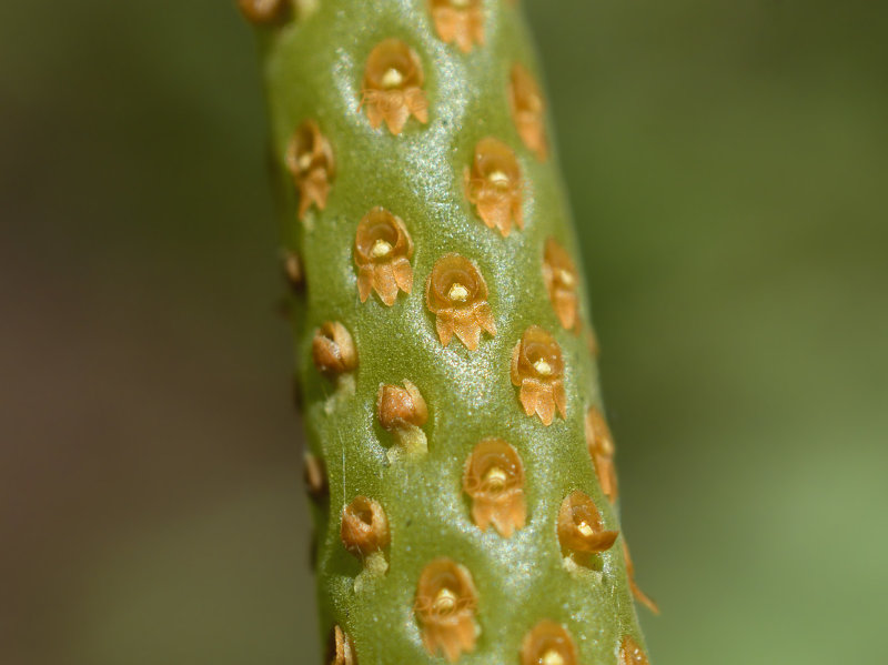 Oberonia pachyrachis. close, flower 1 mm