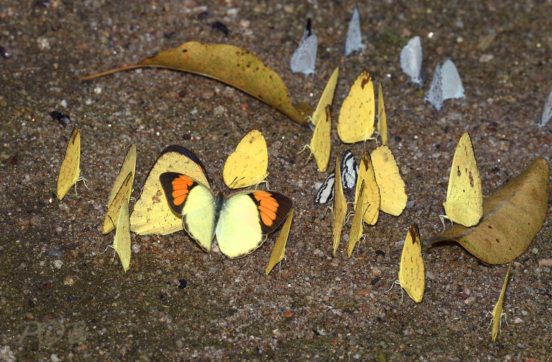Puddling butterflys and Yellow orangetip