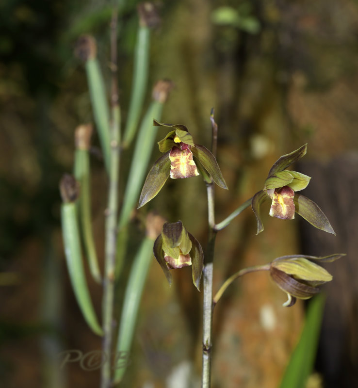 Cymbidium siamense