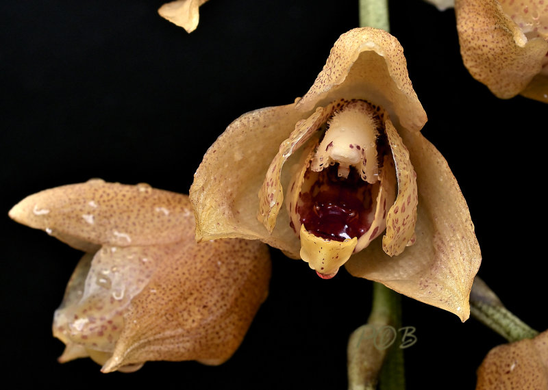 Acineta barkeri 