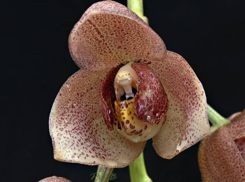 Acineta superba