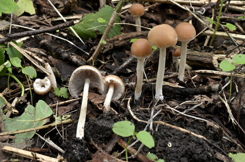Psathyrella spadiceogrisea