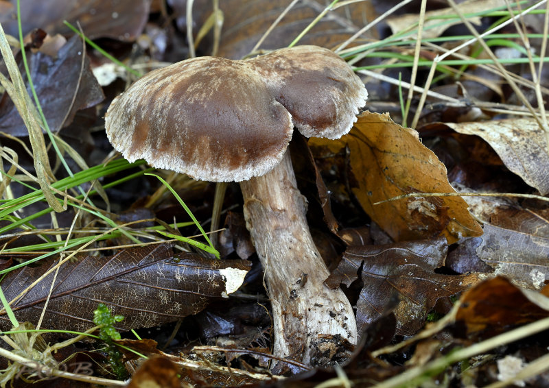 Cortinarius subbalaustinus