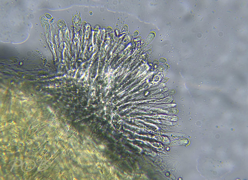 Granaatbloemwasplaat, lamel onder microscoop