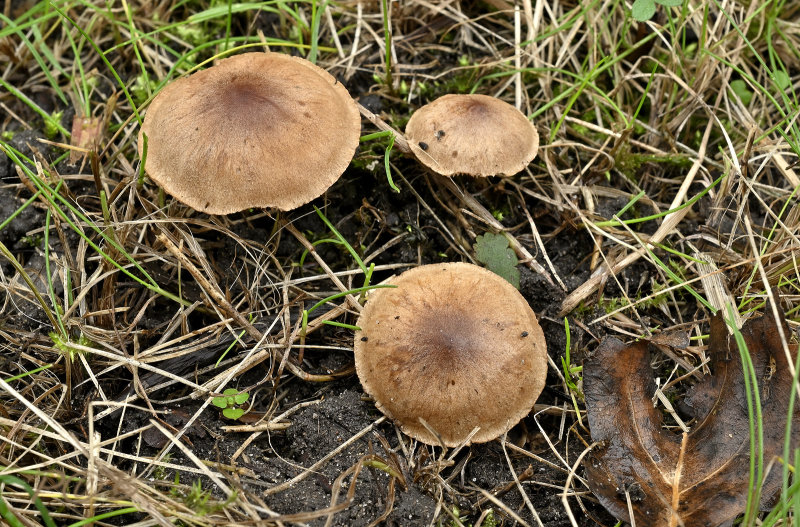 Viltige Vaalhoed, Hebeloma hetieri
