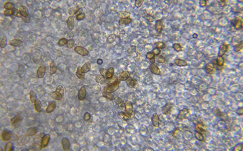 Hebeloma hetieri sporen 12,5 m