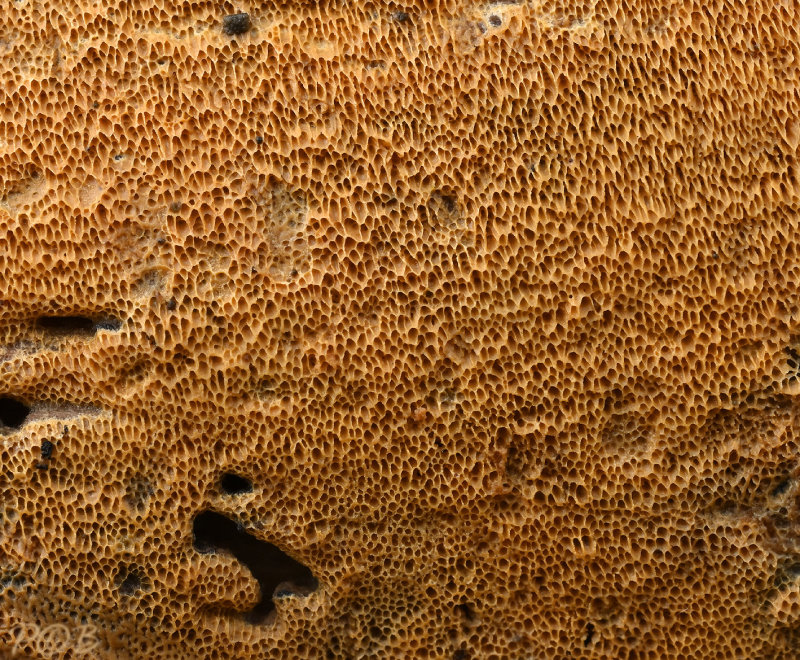 Zalmkleurige poria, Junghuhnia nitida