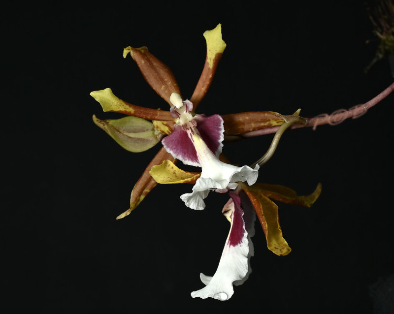 Trichocentrum tigrinum