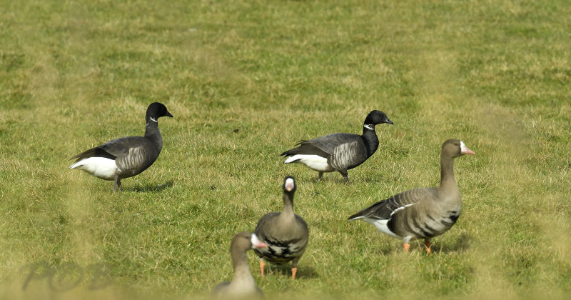 Zwartbuikrotgans, Branta bernicla subsp. nigricans