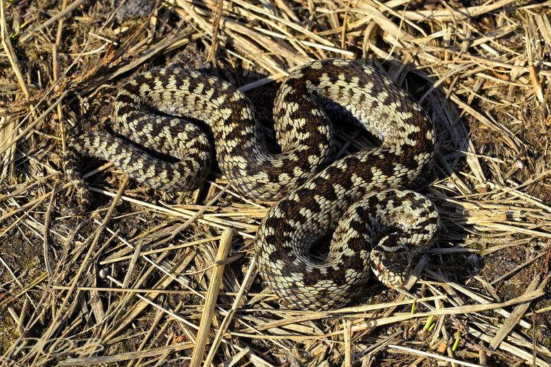 Adder mannetje