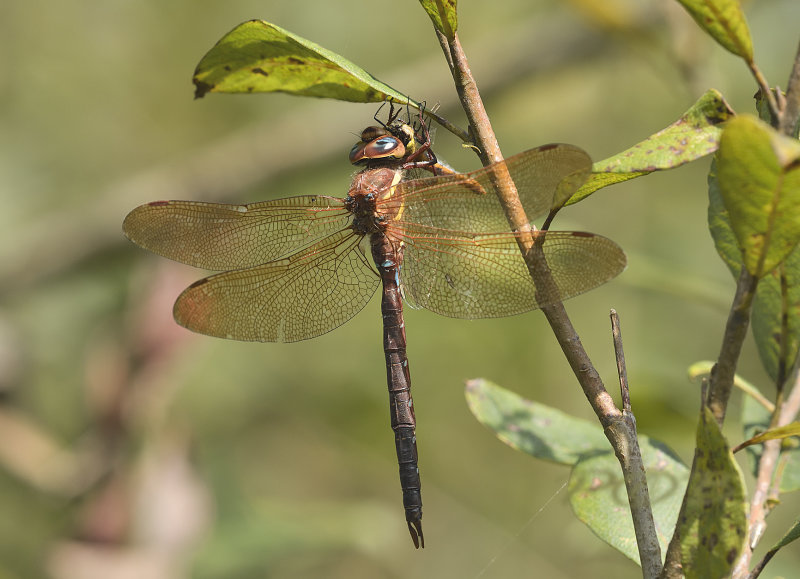 Aeshna grandis with prey