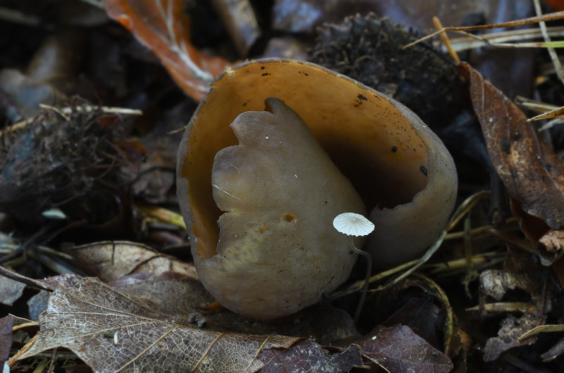 Otidea buffonia