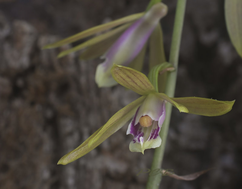 Ania angustifolia, former Tainia