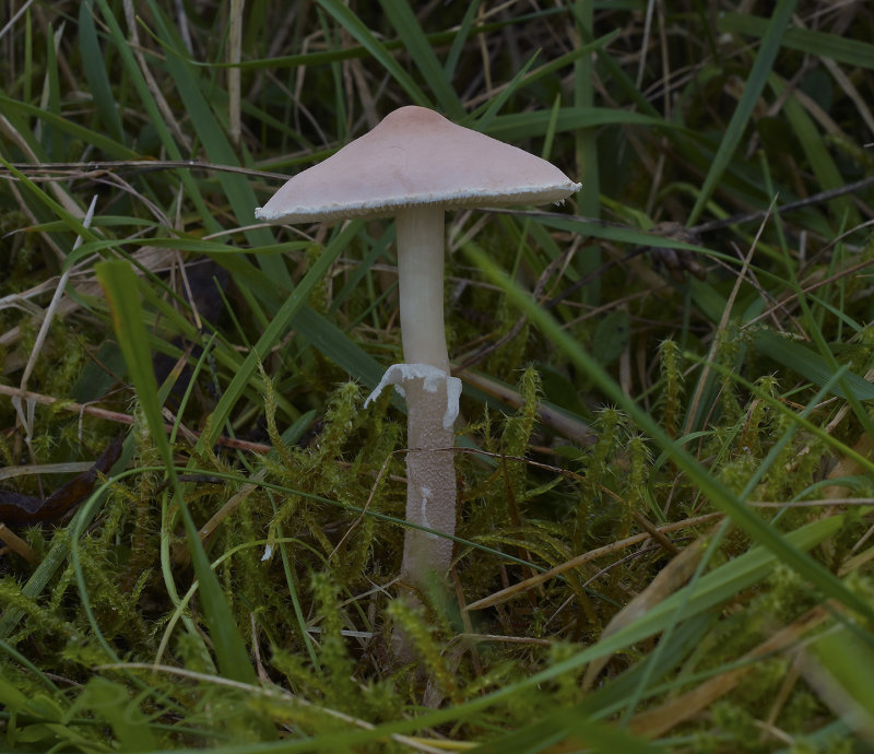 Vleeskleurige korrelhoed, Cystoderma carcharias
