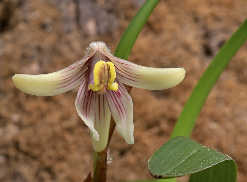 Campanulorchis globifera, endemic to Vietnam