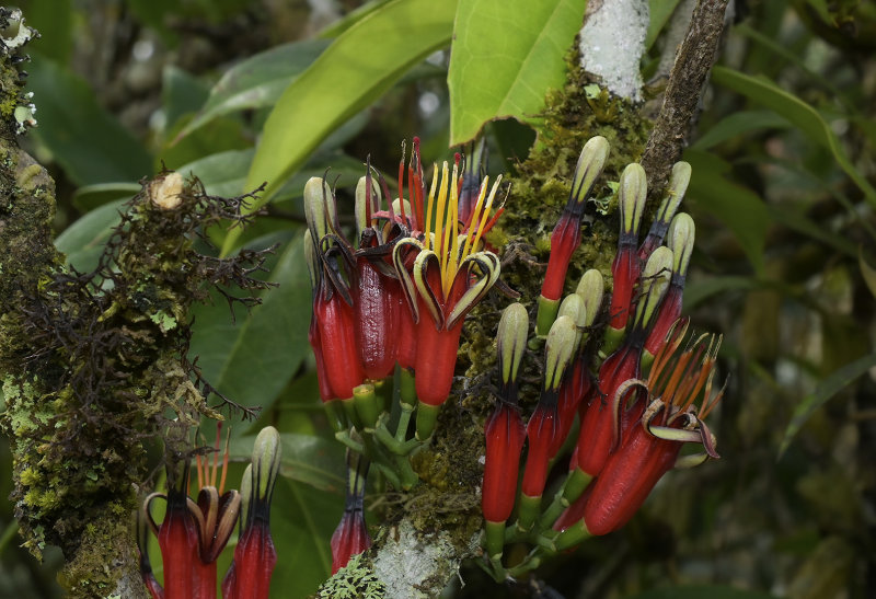 Dendrophtheo neelgherrensis 