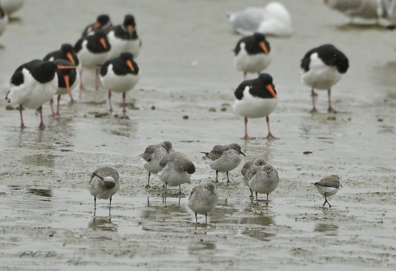 Calidris canutus 