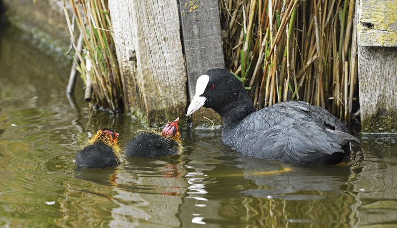 Jonge meerkoeten