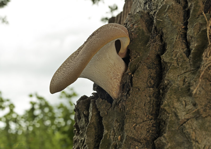 Korrelige  taaiplaat , Neolentinus schaefferi