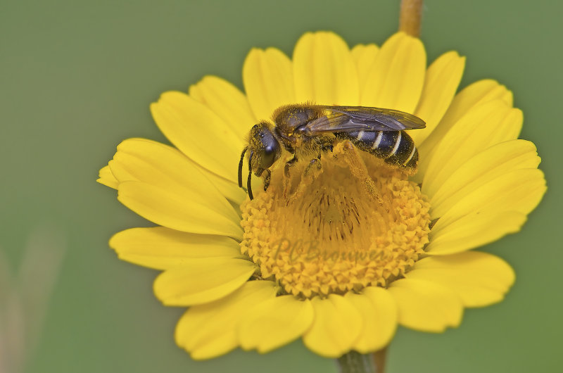 Roodpoot groefbij op gele ganzebloem