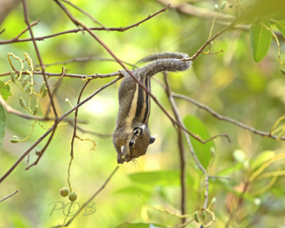 Birmaanse gestreepte eekhoorn, Tamiops mccellandii