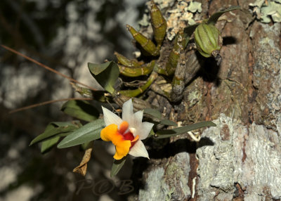 Dendrobium bellatulum only on Pinus kesiya