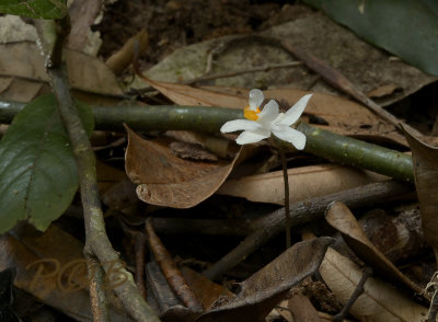 Didymoplexiopsis khiriwongensis, leafless ground orchid on fungi, flower 3 cm