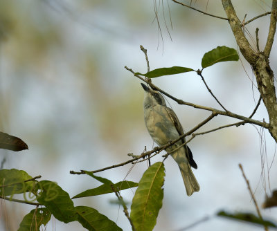 Wood Shrike, Tephrodornis virgatus
