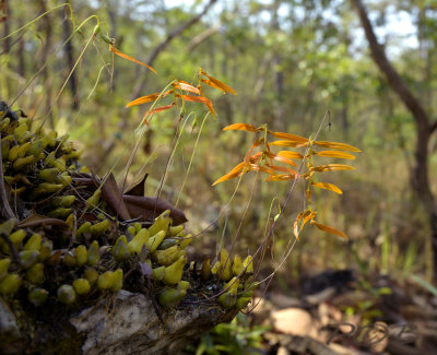 Bulbophyllum wallichii 