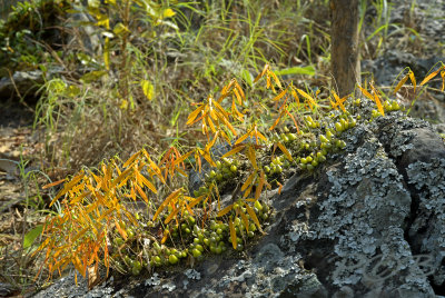 Bulbophyllum wallichii in habitat, 1000 mtr.