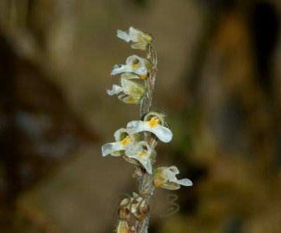 Zeuxine parvifolia close