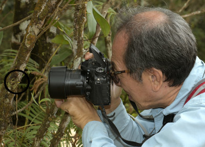 Taenophyllum versus photographer