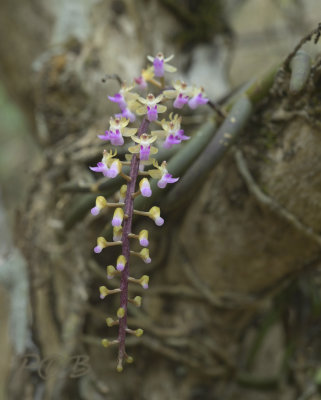 Cleisostoma arietinum,flowers 1 cm