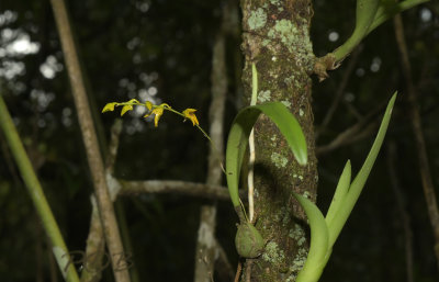 Bulbophyllum reptans